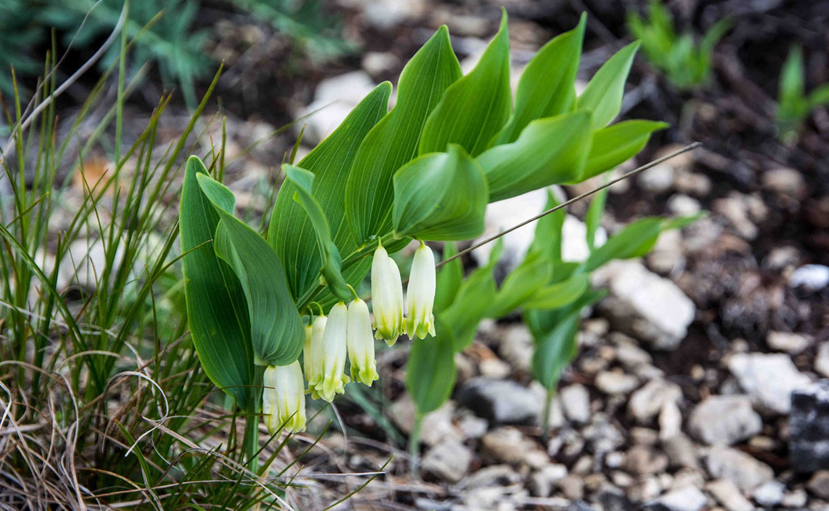 Sigillo di Salomone (Polygonatum multiflorum)